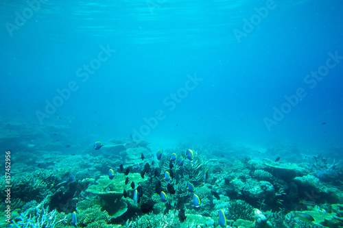 Fototapeta Naklejka Na Ścianę i Meble -  Underwater world landscape