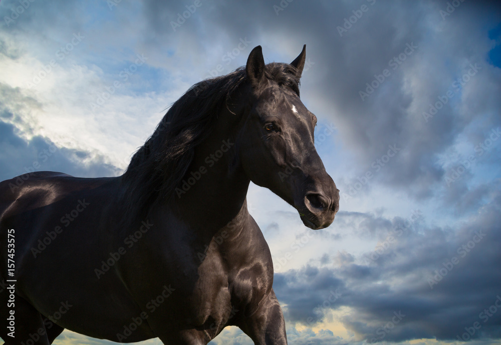 Portrait of handsome black horse on cloudy background