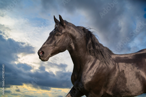 Fototapeta Naklejka Na Ścianę i Meble -  Portrait of handsome black horse on cloudy background