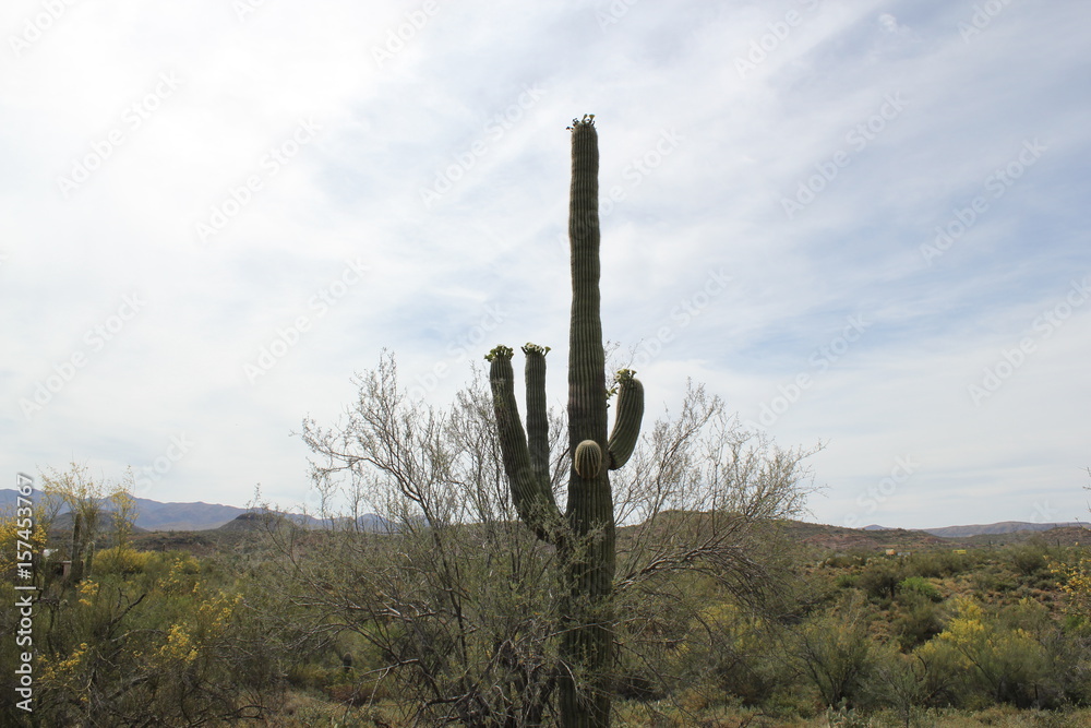 Arizona Desert | Saguaro