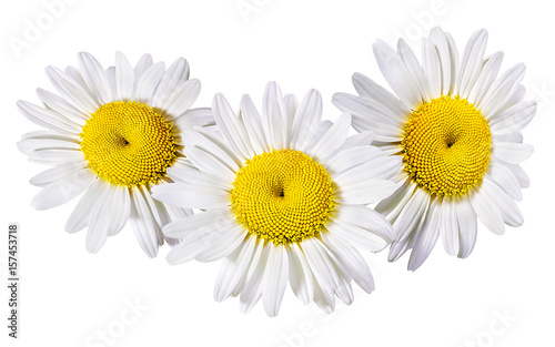 Fototapeta Naklejka Na Ścianę i Meble -  chamomile flower isolated