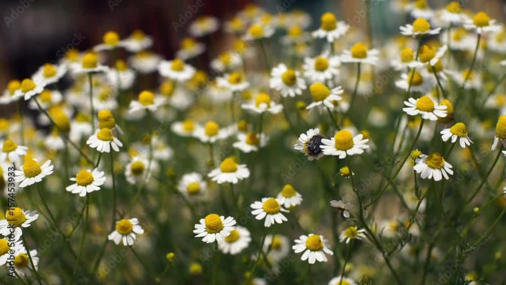Flowering chamomile and one beetle - Close up
Camomile flower sways blown by breeze on a sunny day.
Selective focus on the bloom, shadow depth of field.
Concept of nature. 