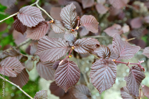 Photos Common hazel, form purple (Corylus avellana (L