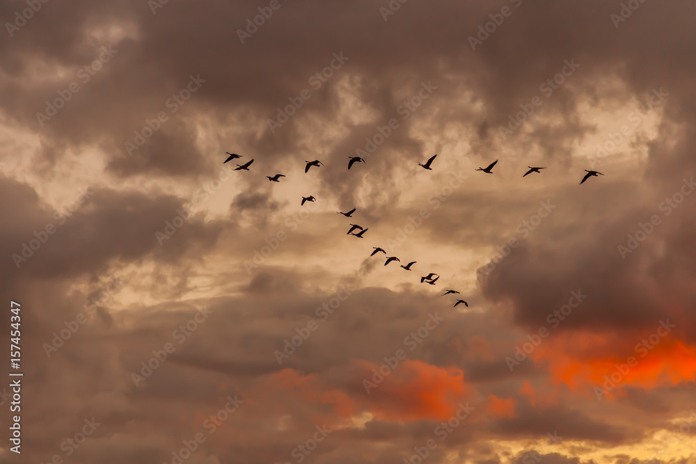 flock of migrating geese at sunset 