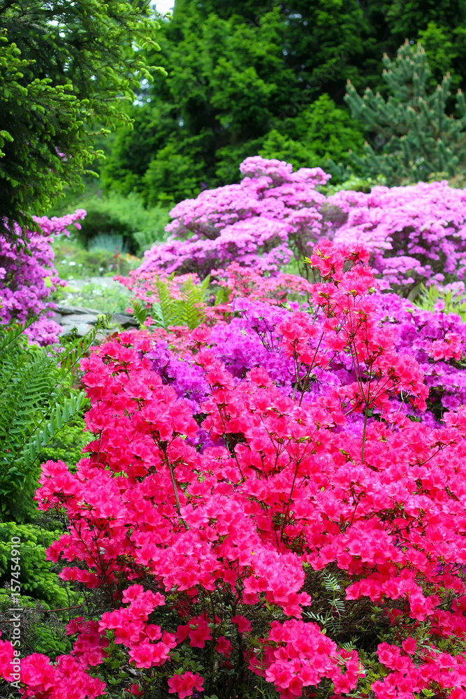 Obraz premium Colorful flowering bushed in the park