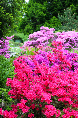 Fototapeta Naklejka Na Ścianę i Meble -  Colorful flowering bushed in the park
