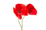 Beautiful red poppy isolated