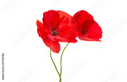 Beautiful red poppy isolated