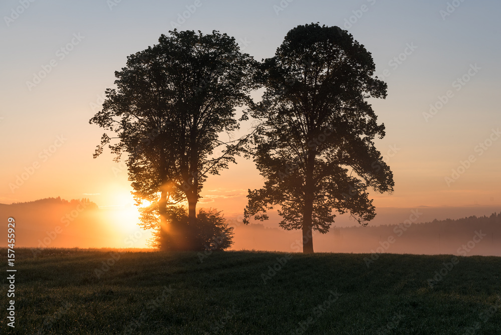 Baumgruppe bei Sonnenaufgang im Gegenlicht und Nebel