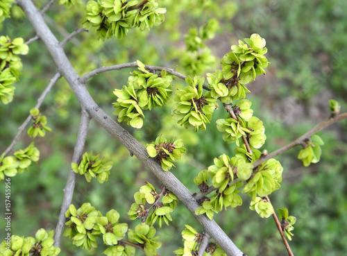 Branch with green fruits of an elm low (Ulmus pumila L.) photo