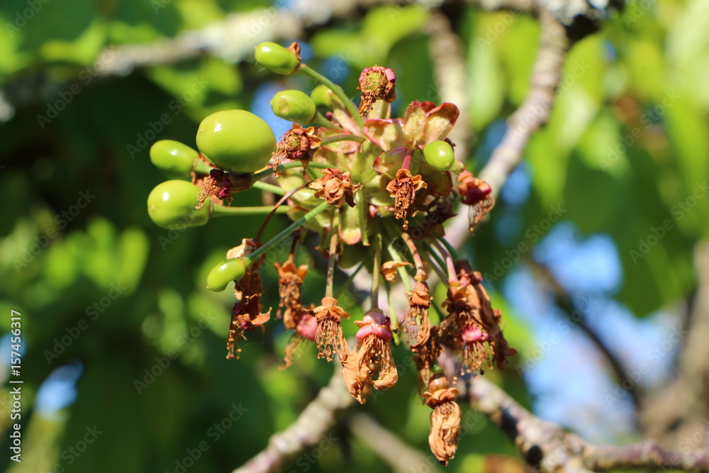 Cerises murissant sur branche de cerisier Cerises murissant sur branche de cerisier