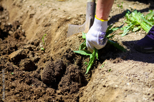 фотографія Spring weeding in the garden, the gardener pulling out the weed carefully in  gl