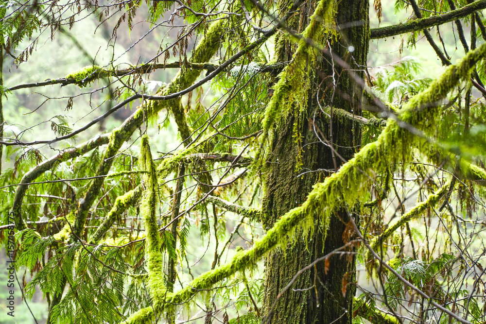 Fototapeta premium Wonderful mossy trees in the Canadian rain forest