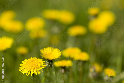 Yellow dandelions  one in focus and others blurred