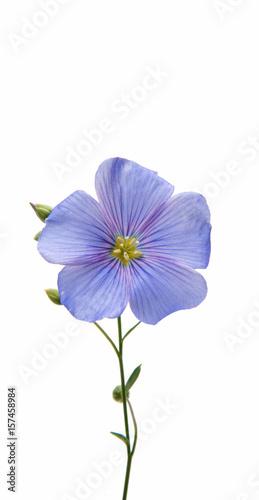 Flax flowers isolated