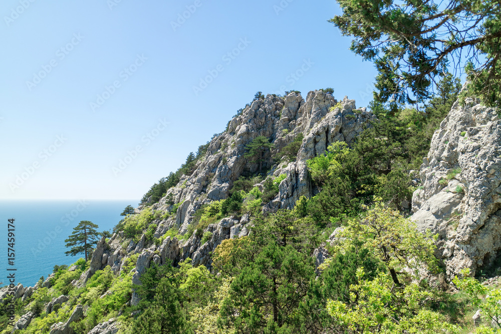 The nature of the Crimean peninsula, relic vegetation on the rocks The nature of the Crimean peninsula, relic vegetation on the rocks