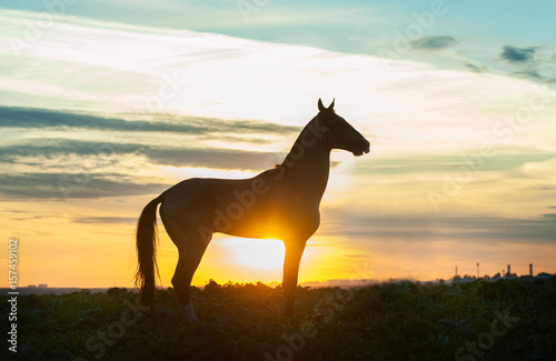 silhouette of akhal-teke horse on sunset © Olga Itina