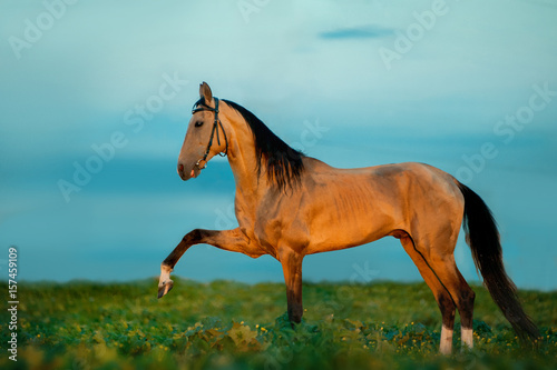 golden buckskin akhal-teke horse on sunset