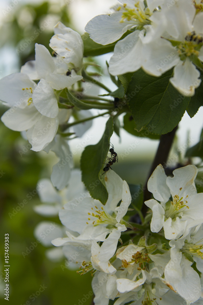 Fototapeta premium blooming Apple tree with ants