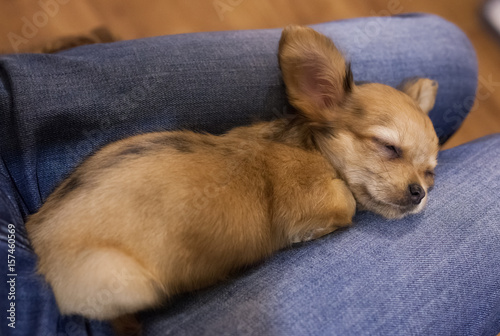 Little chihuahua puppy sleeps on legs