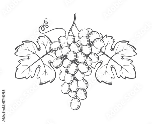 image of grapes with bunches and leaves