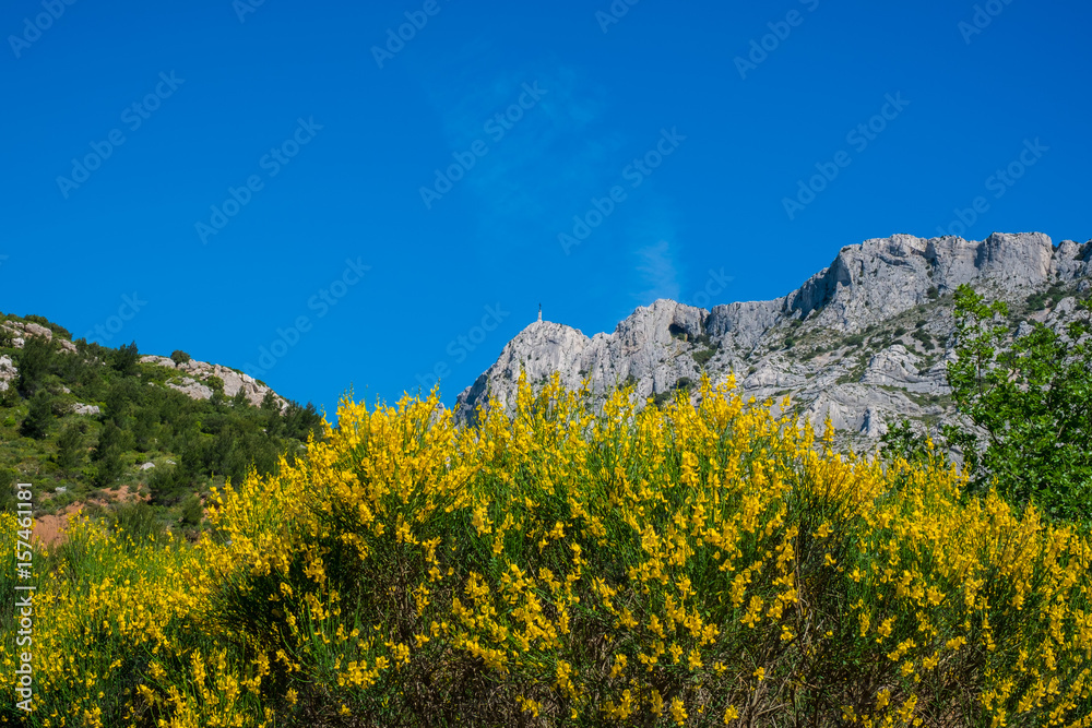 La montagne Sainte-Victoire, Provence, France. Arbustes de genêts en fleurs.