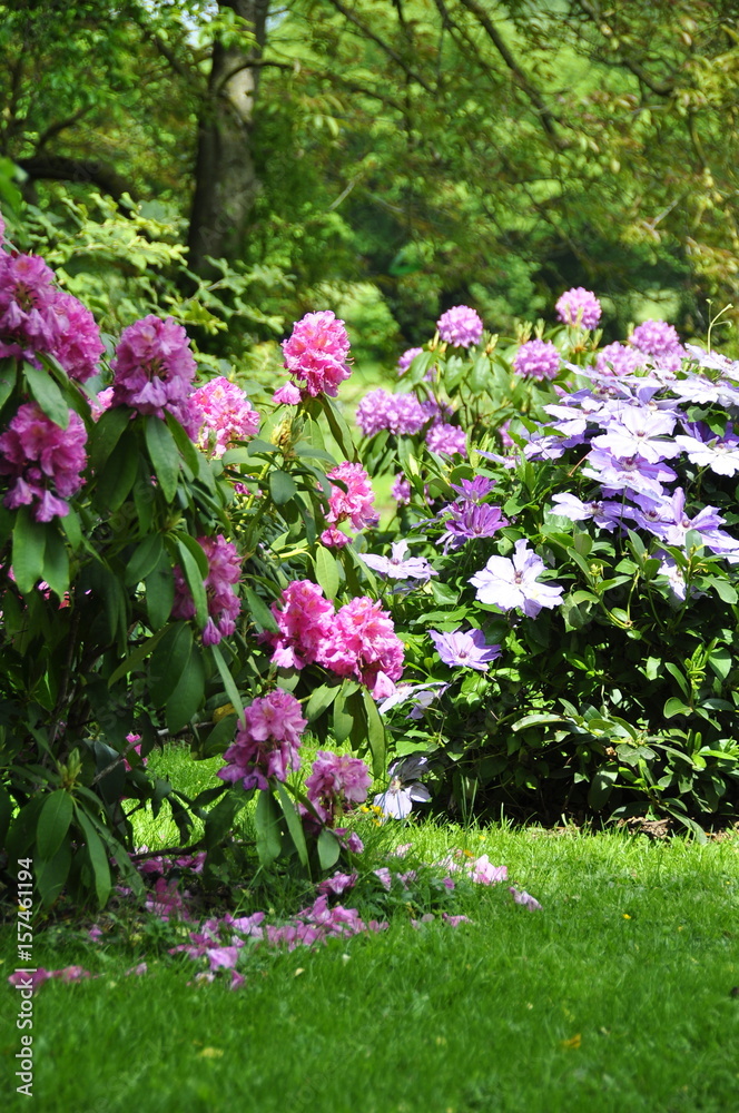 Jardin en été , rhododendrons en fleurs 