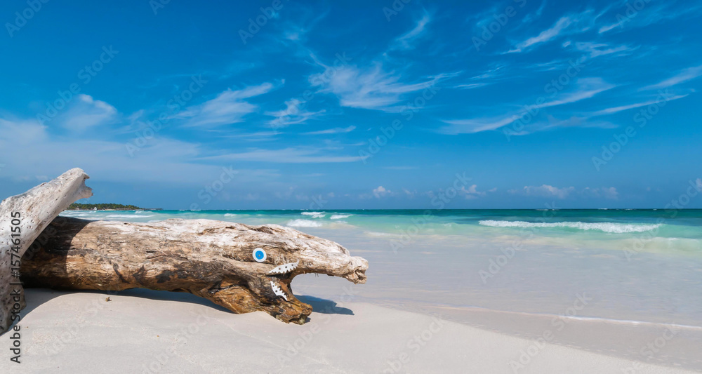 Strandgut am Strand von Yucatan - angeschwemmter Baum