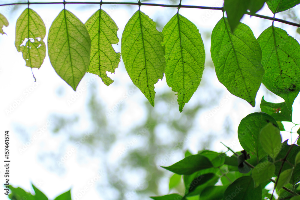 Fototapeta premium green leaf, extreme low angle shot
