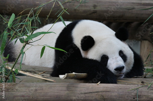 Sub-Adult Fluffy panda in China