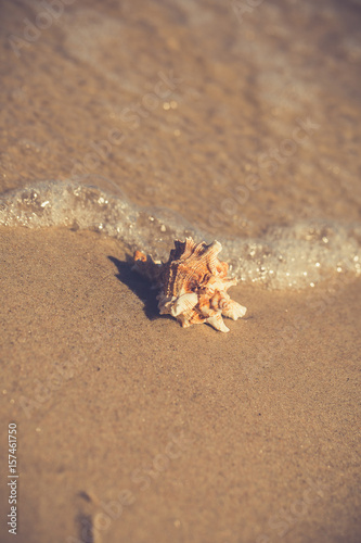 Summer beach with a starfish on a background. Summer beach background.