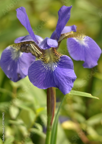 Iris bleu 