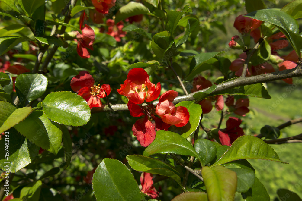 Red flowers on a tree as a background Red flowers on a tree as a background