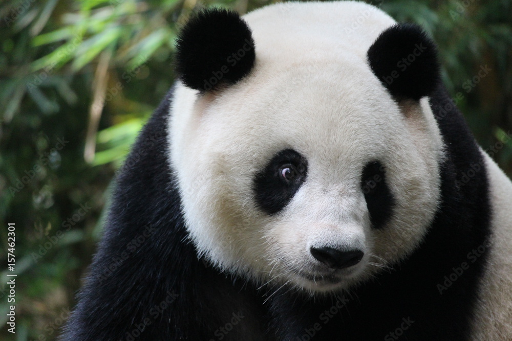 A playful panda in China is sleeping A playful panda in China is sleeping