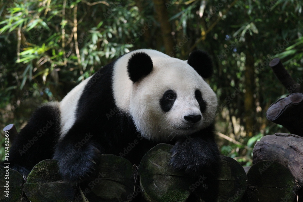 A playful panda in China is sleeping A playful panda in China is sleeping