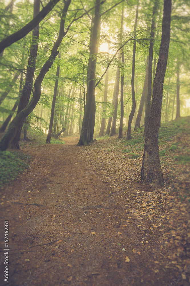 Obraz premium Magic foggy forest. Beautiful sunrise in morning forest