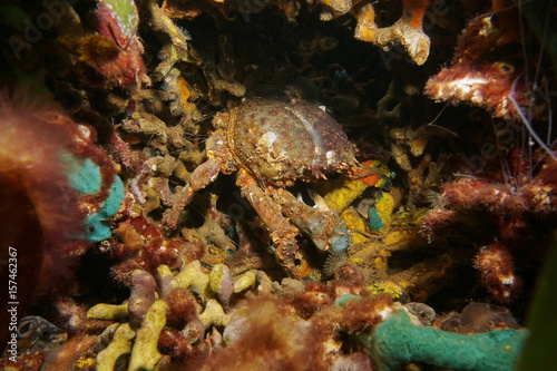 A channel clinging crab, Mithrax spinosissimus, underwater, hidden in a hole in the coral, Caribbean sea, Panama, Central America