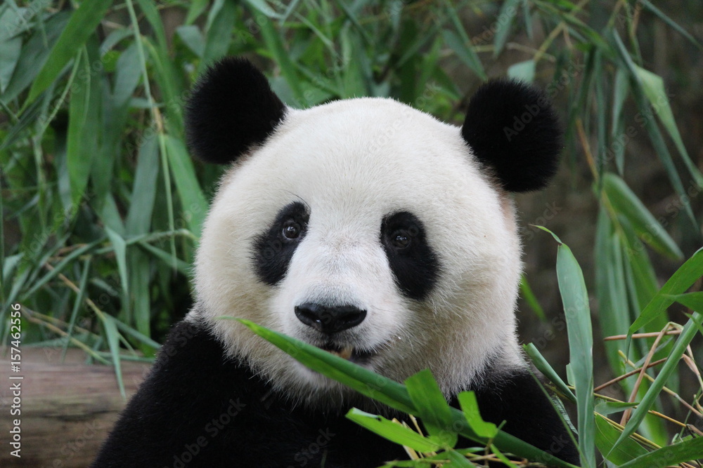 Giant panda is licking the left over food on her body Giant panda is licking the left over food on her body