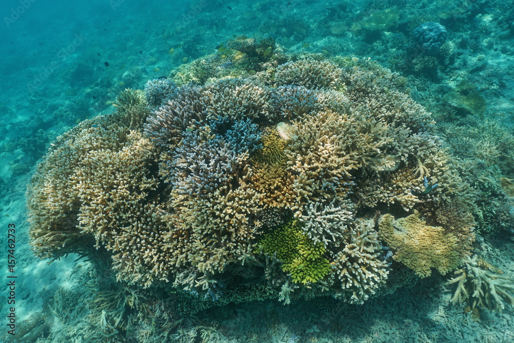 Fototapeta premium Healthy corals underwater in the lagoon of Grand Terre island, south Pacific ocean, New Caledonia