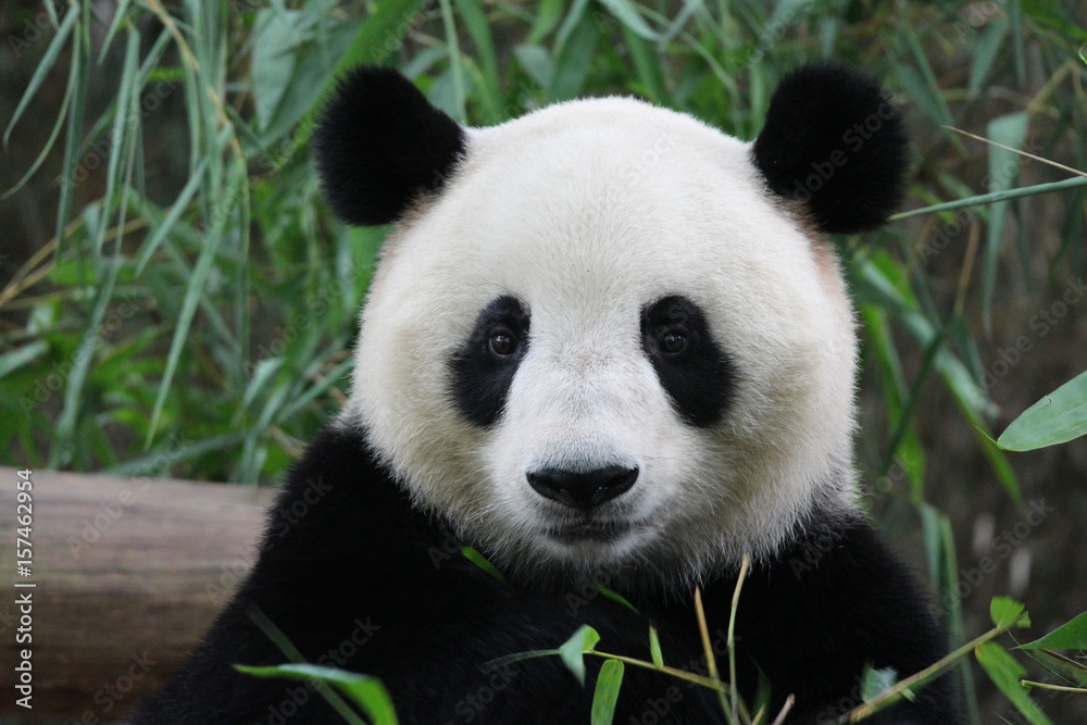 Fototapeta premium A cute female panda in Guangzhou