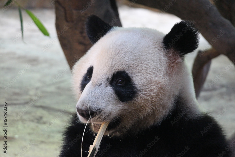 A happy giant panda is eating bamboo