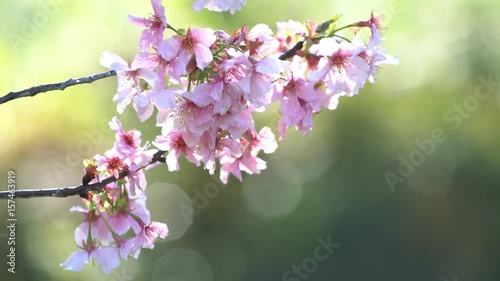 4K Video of Beautiful cherry blossom at Schabarum Regional Park, Rowland Heights, Los Angeles County, California photo