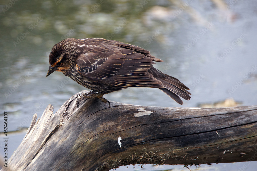 Obraz premium Wood Thrush