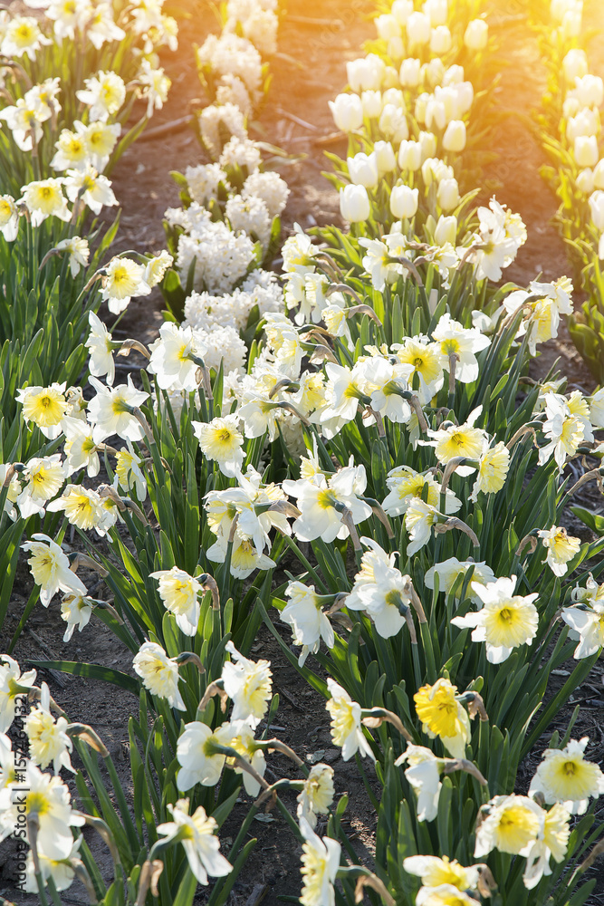 Fototapeta premium beautiful garden of tulip. Summer sun and flower garden 