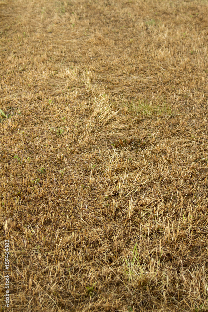 Fototapeta premium Straw floor