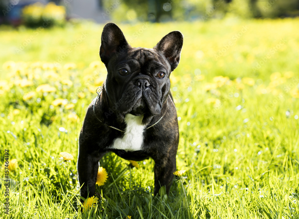 Fototapeta premium French bulldog sitting on a meadow in dandelions