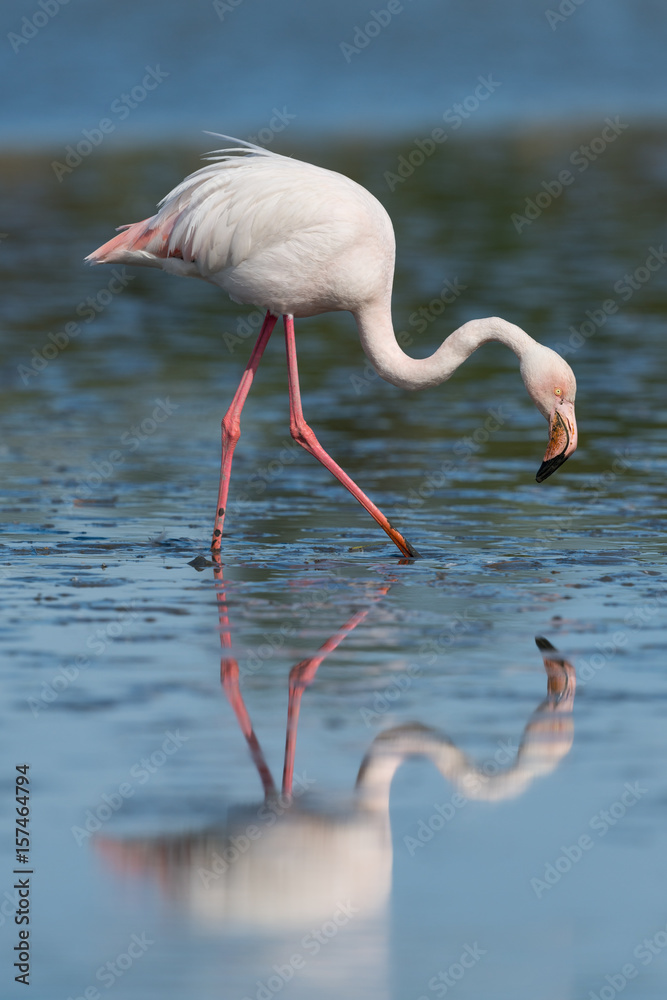 Naklejka premium Greater flamingo, Phoenicopterus roseus