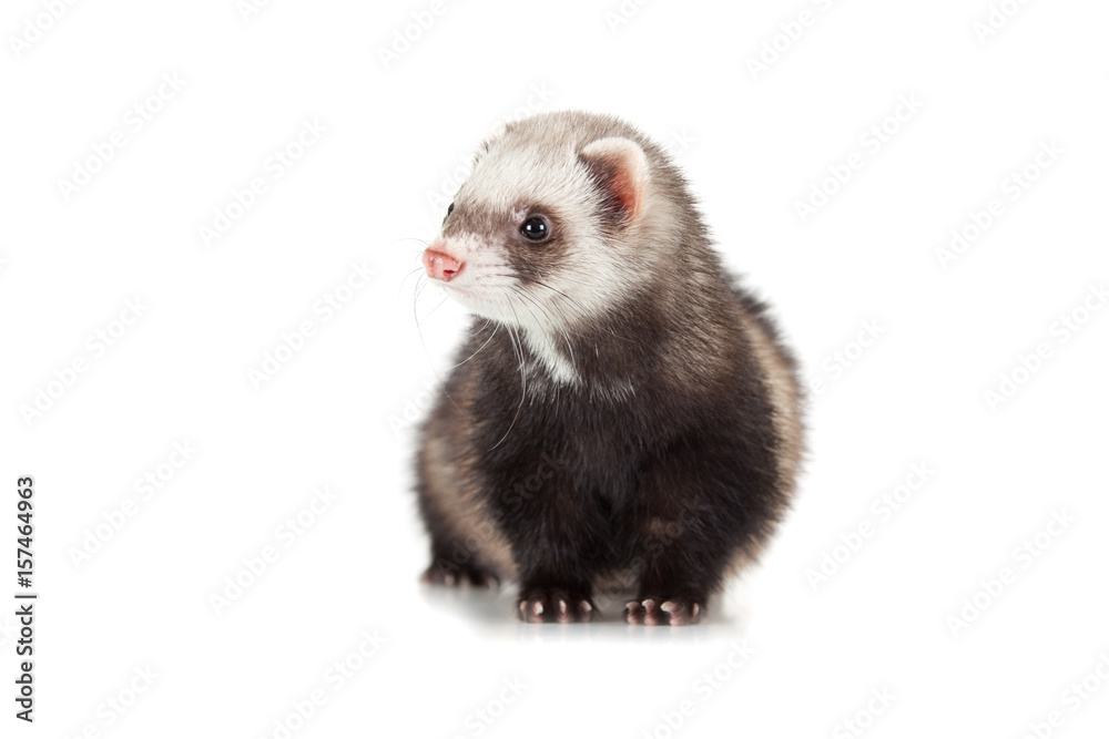 young ferret young ferret