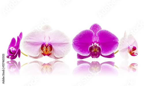 Mix storczyki orchidee białe i różowe kwiaty izolowane odbicie lustrzane