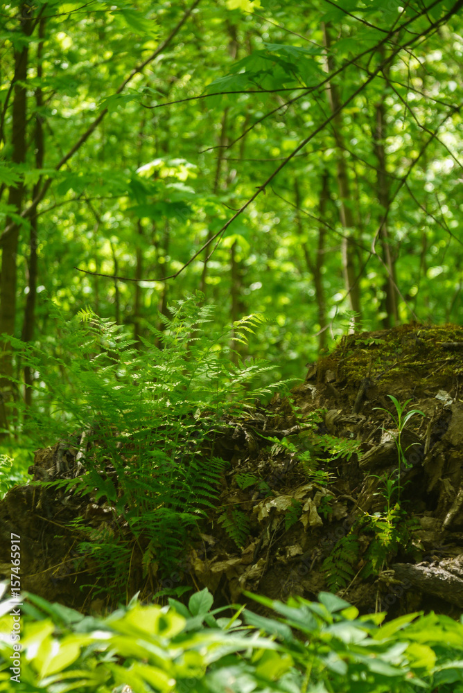 The picture of green forest foliage The picture of green forest foliage